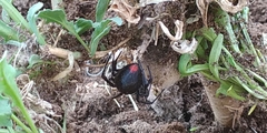 Latrodectus mirabilis