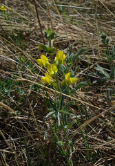Thermopsis mongolica