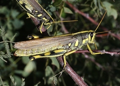 Schistocerca albolineata