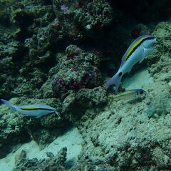 Parupeneus barberinus