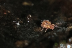 Vesicephalus occidentalis