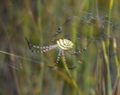 Argiope australis