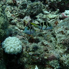 Canthigaster valentini