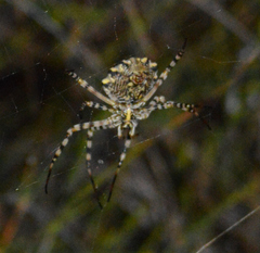Argiope australis