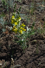 Thermopsis mongolica