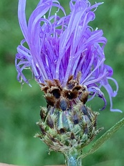 Centaurea × moncktonii
