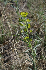 Thermopsis mongolica