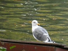 Larus michahellis