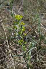 Thermopsis mongolica