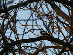 Dendrocopos major