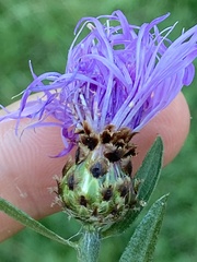 Centaurea × moncktonii