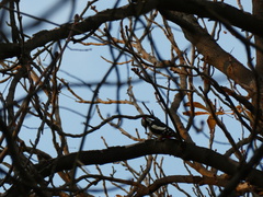 Dendrocopos major