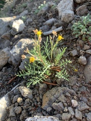 Hymenopappus filifolius nudipes