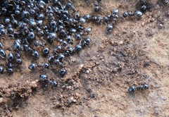 Crematogaster auberti