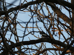 Dendrocopos major