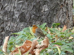 Erithacus rubecula