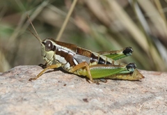 Phaedrotettix palmeri