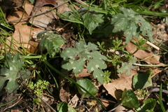 Hydrophyllum