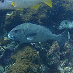 Plectorhinchus pica