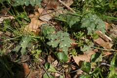 Hydrophyllum