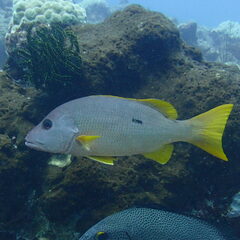 Lutjanus monostigma