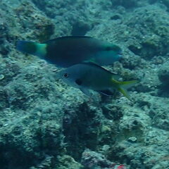 Chromis kennensis