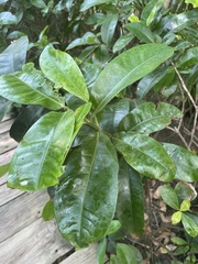 Ardisia compressa