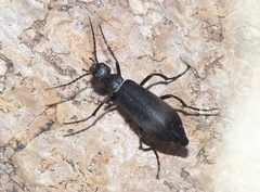 Epicauta segmenta