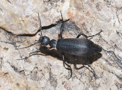 Epicauta segmenta