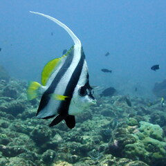 Heniochus acuminatus
