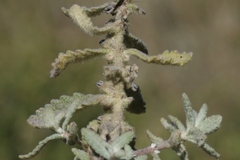 Buddleja scordioides