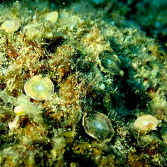 Marginopora vertebralis
