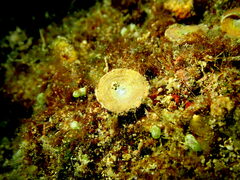Marginopora vertebralis