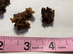 Phaeotremella fimbriata