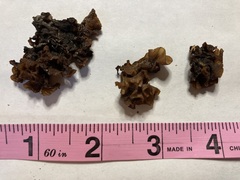 Phaeotremella fimbriata