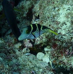 Canthigaster valentini