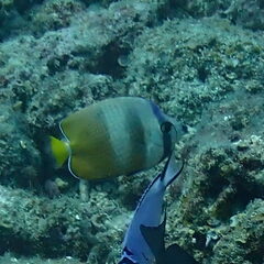 Chaetodon kleinii
