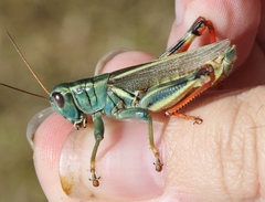 Melanoplus thomasi