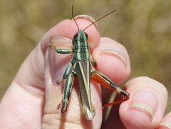Melanoplus thomasi