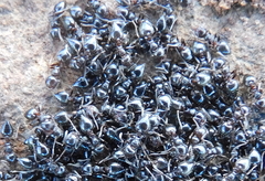 Crematogaster auberti