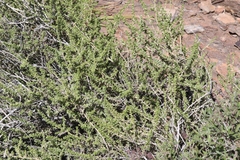 Baccharis pteronioides