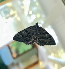 Xanthorhoe anthracinata