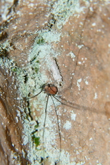Leiobunum limbatum