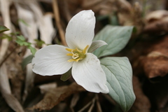 Trillium nivale