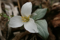Trillium nivale