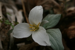 Trillium nivale