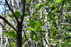 Aconitum alboviolaceum