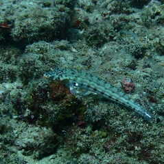 Parapercis clathrata