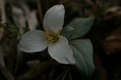 Trillium nivale