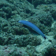 Ptereleotris heteroptera